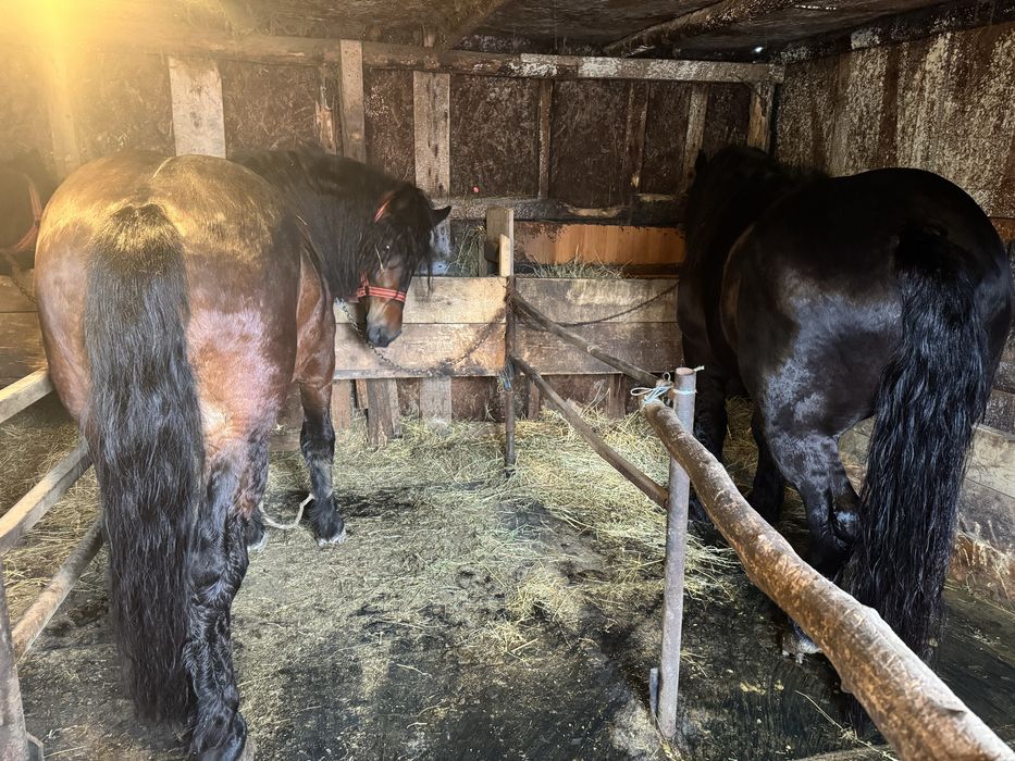 Vand manz de 2 ani jumate