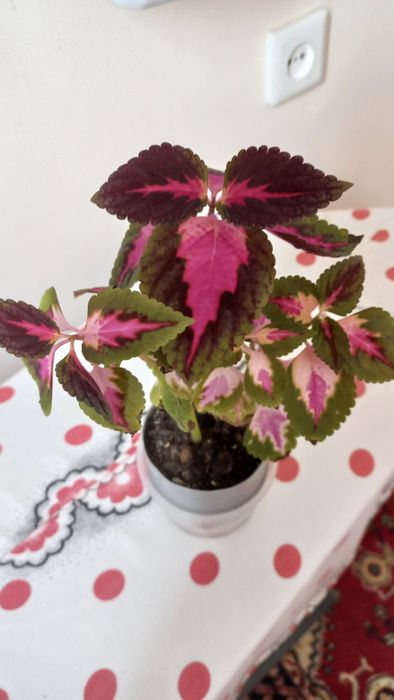 Продам цветок КОЛЕУС