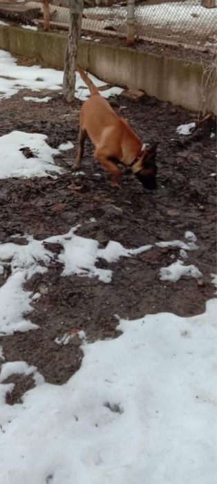 Бельгийская овчарка Малинуа