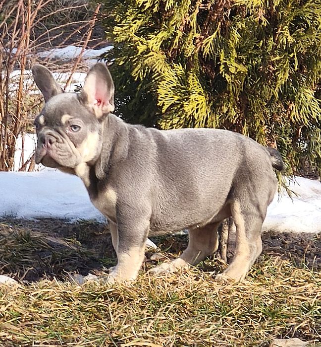 Шикарная девочка