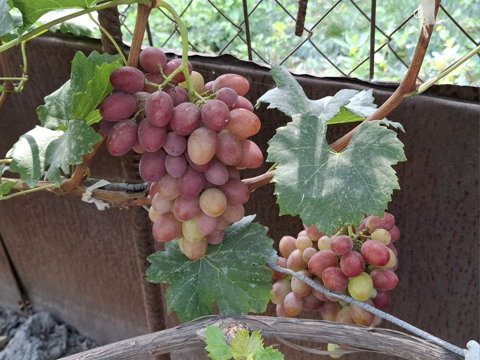 Саженцы винограда