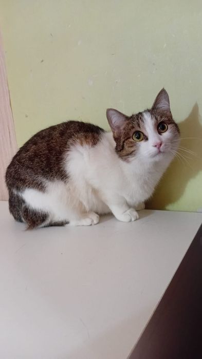 Кошечка Фрея ищет дом