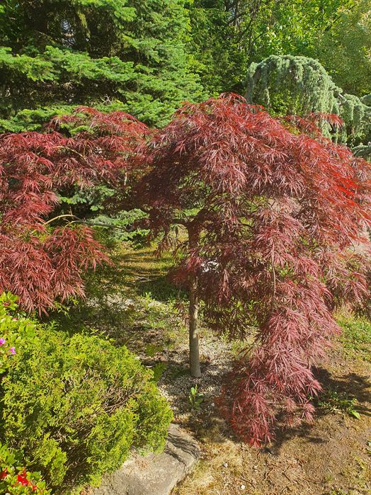 Предлагаме Туя-Смарагд и др.Озеленяване и подръжка на зелени площи