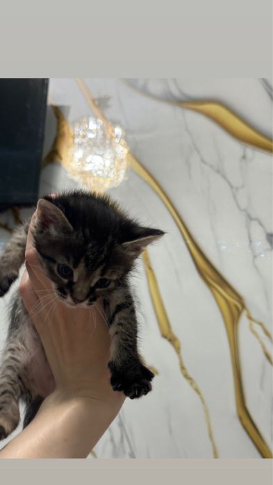 Котенок девочка домашняя чистая!