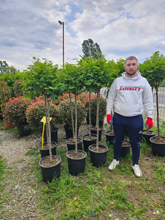 Photinia Red Robin glob