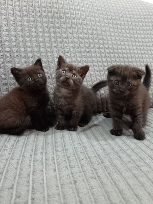 Котята скотиш фолд и скотиш страйт