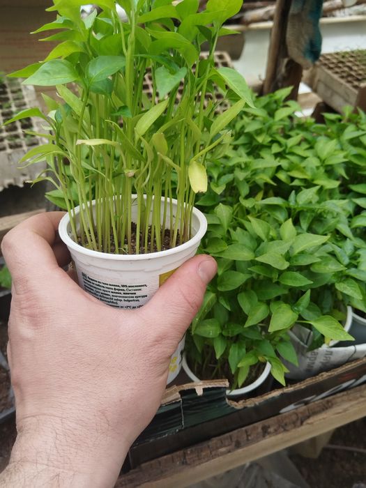 Висококачествен разсад от Родопите домати краставици и др.