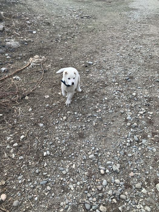 Алабай күшік 3 аилық