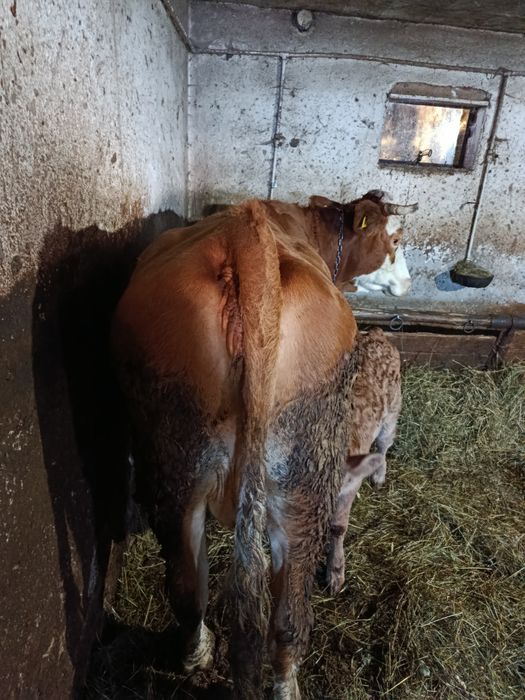 Vand vaca cu o vitea