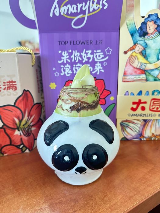 Амариллис в воске/ луковицы Амариллиса