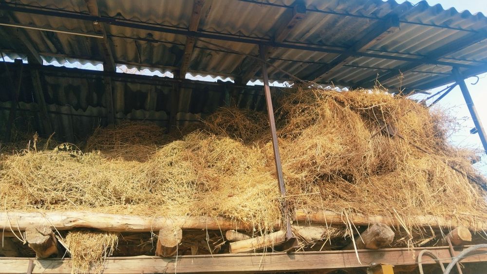 Oladiganlar tel qisin beda