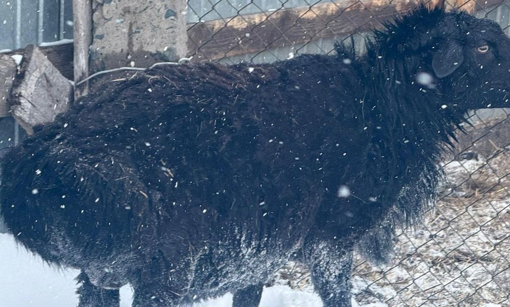 Продам кошкара 2 года