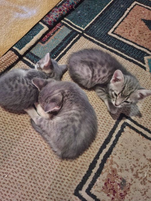 Котята домашние бесплатно
