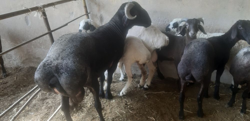 Баран и Козёл продажа Бухара