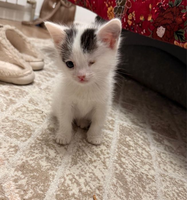 Отдам котенка в добрые руки