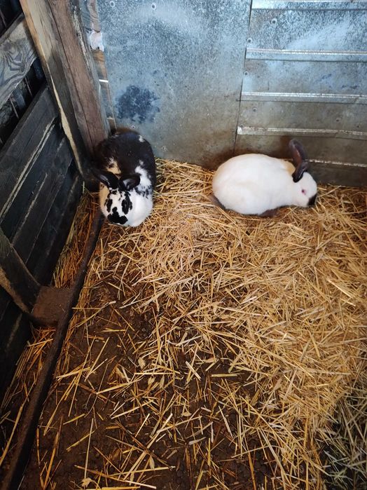 Iepuri fluture german