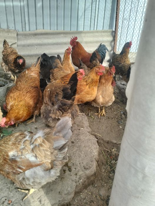 Цыплята домашние