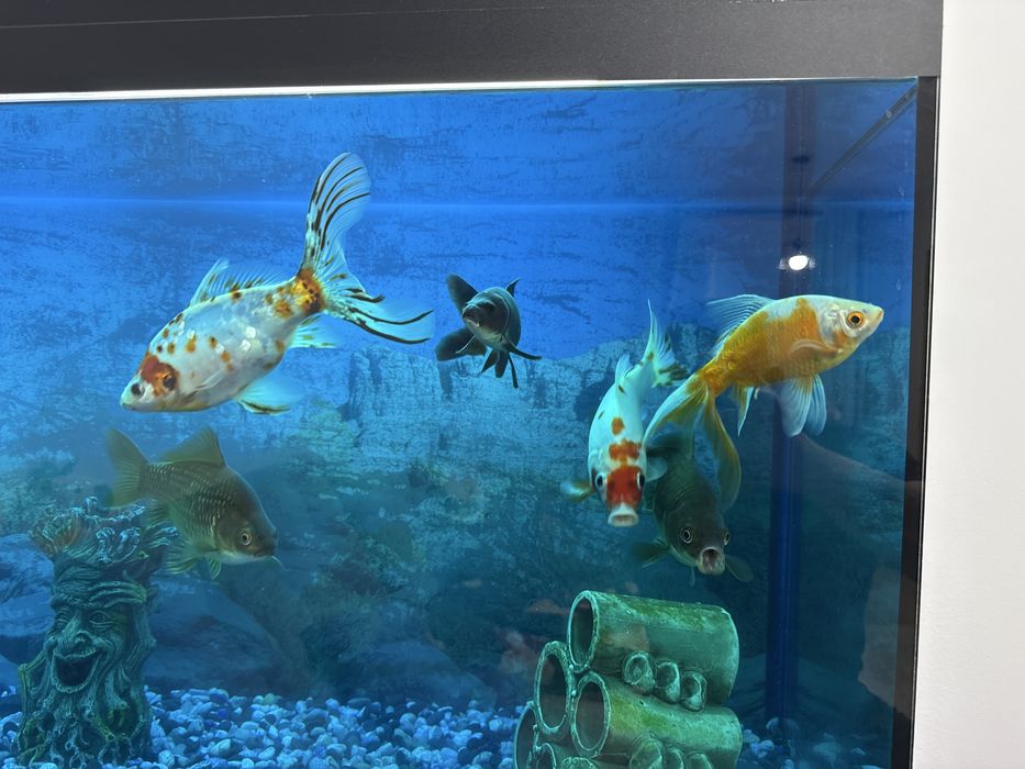 Продам аквариум 220 литров