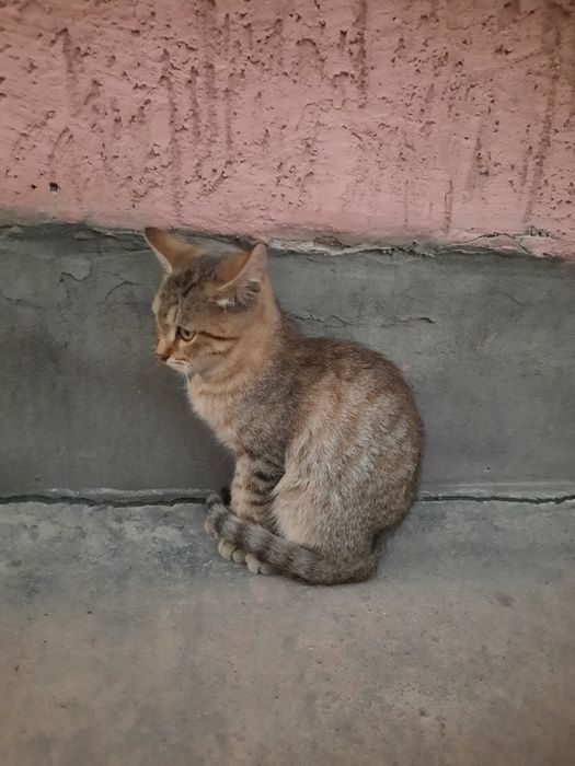 Отдам котёнка. Возраст 5-мес.  Мальчик Серый.
