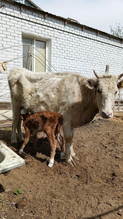Бұзаулы сиыр сатылады.