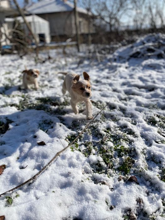 Продават се кокерчета