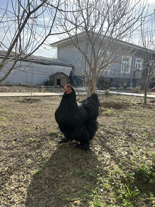 Алмазние Кох Koxinxin гигант Товук