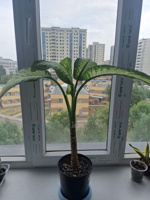 Продам дифференбахия