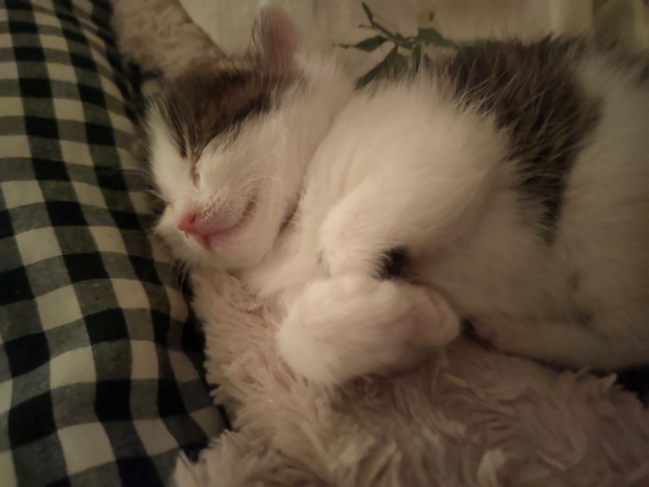 Отдаю котенка в добрые ручки