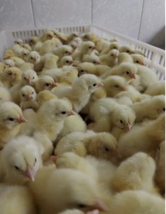 Цыплята бройлеры