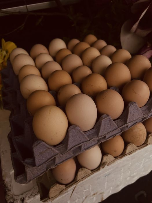 Oua de tara proaspete 1,5 lei bucata