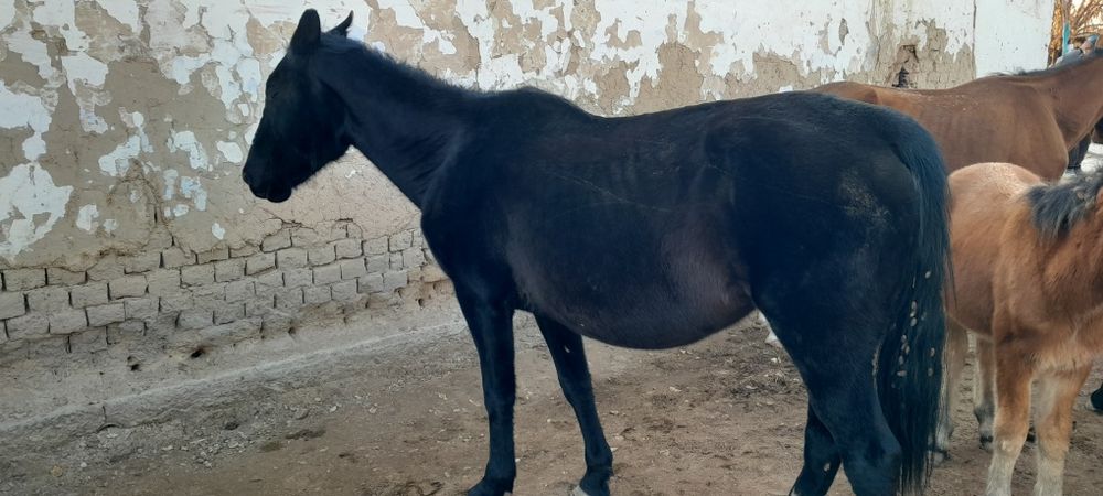 Ұйірімен жылқы сатылады