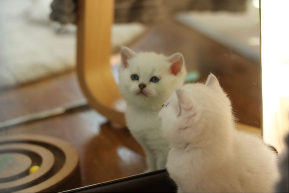 Британски късокосмести котенца – Silver Shaded, Golden Shaded и Colourpoint