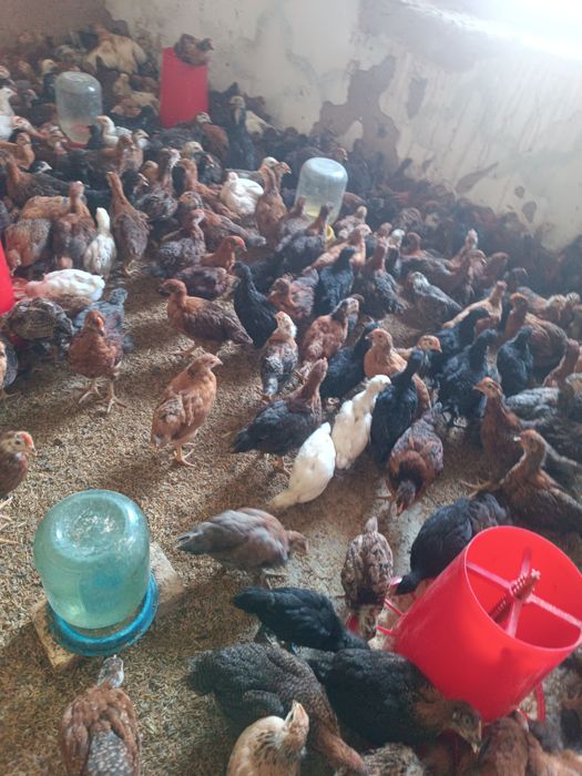 Ханхиаб жожа ху́розлари сотилади