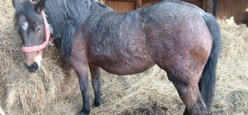 De vânzare mânză de 4 ani