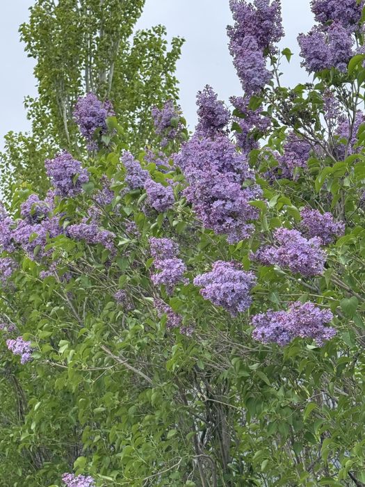 Букеты из сирени