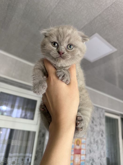 Чистокровные шотландские котята
