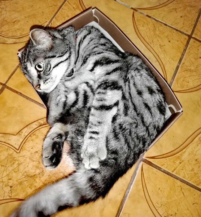 Pet sitting/ Ingrijire animale la domiciliu -  Medias si zonele limitrofe