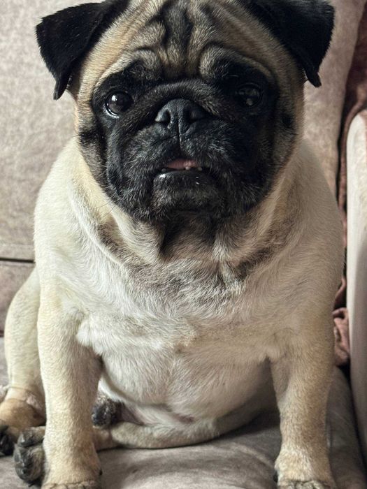 бежевые мопсята  щенки