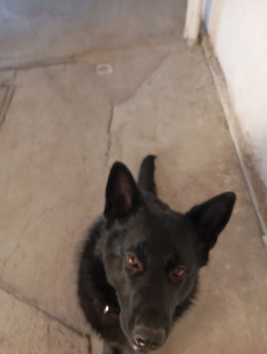 Немецкая овчарка