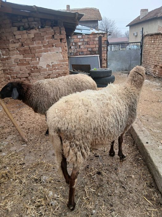 Овце  черноглави