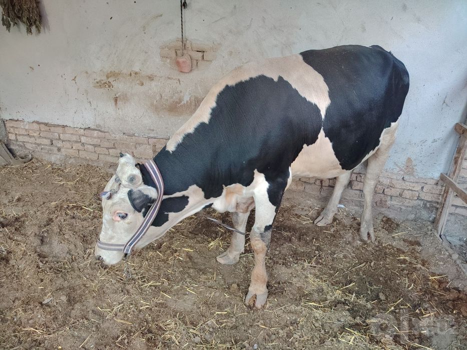 Hokiz 28 mln kelishiladi