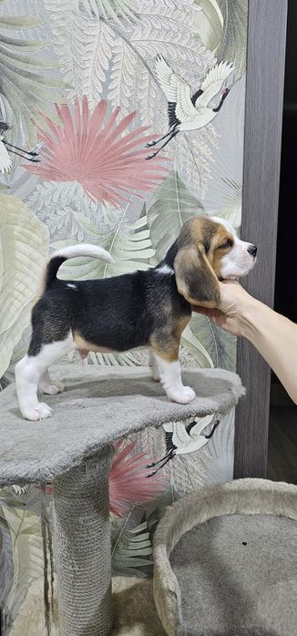 Породистые щенки бигля