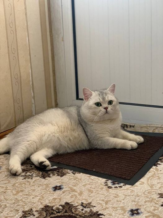 Вязка чистокровный шиншилла!