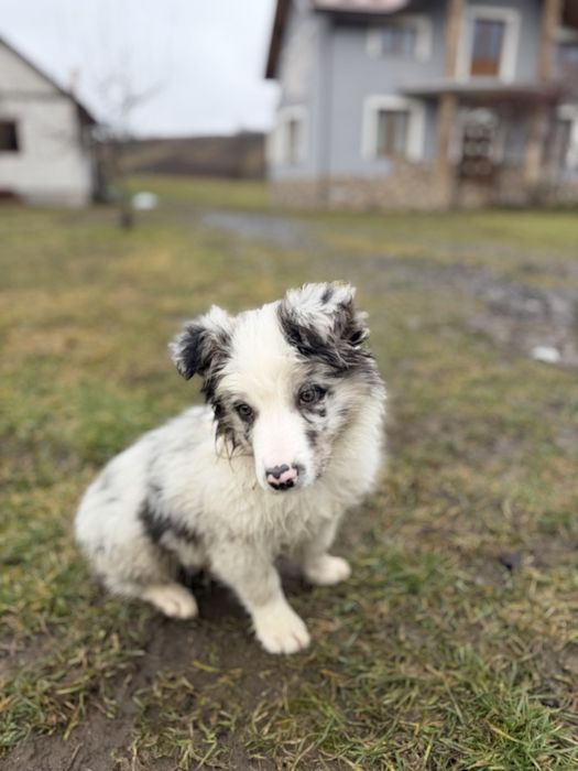 Border Collie Mascul Blue Merle