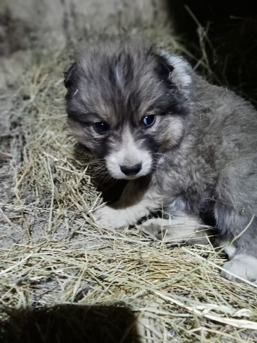 Отдам щенков в хорошие руки