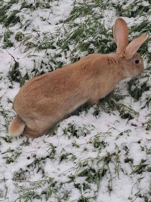 Iepuri mici și adulti