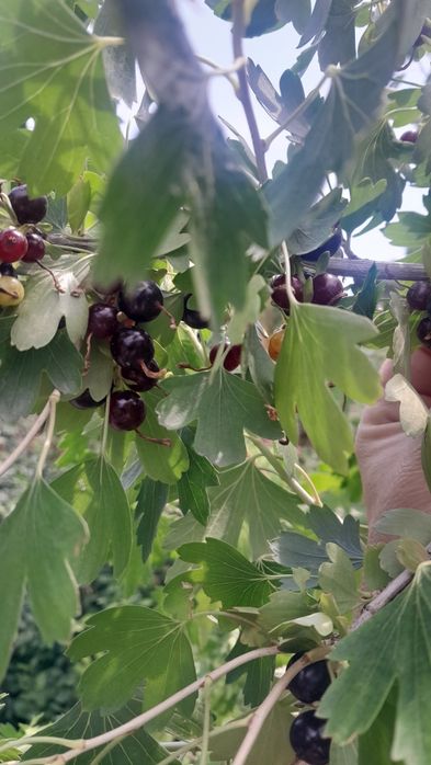 Продам домашнюю смородину