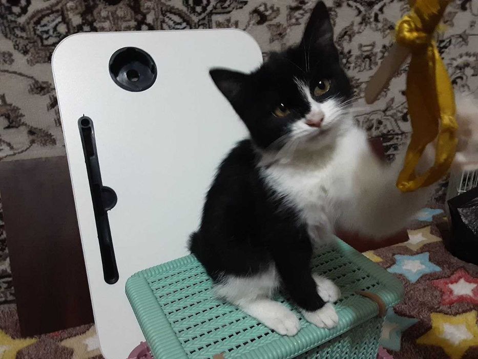 котята в хорошие, добрые руки