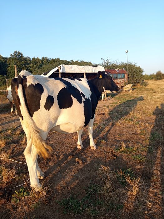 Vând vacă Holstein