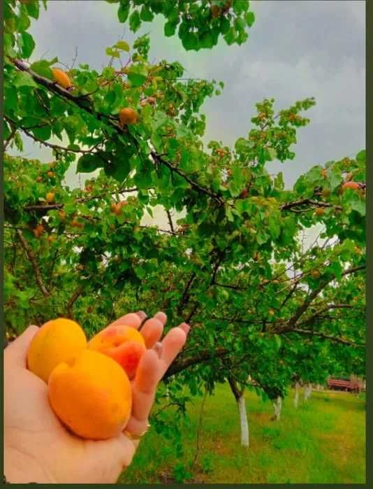Vand Prune si Caise Pentru Tuica